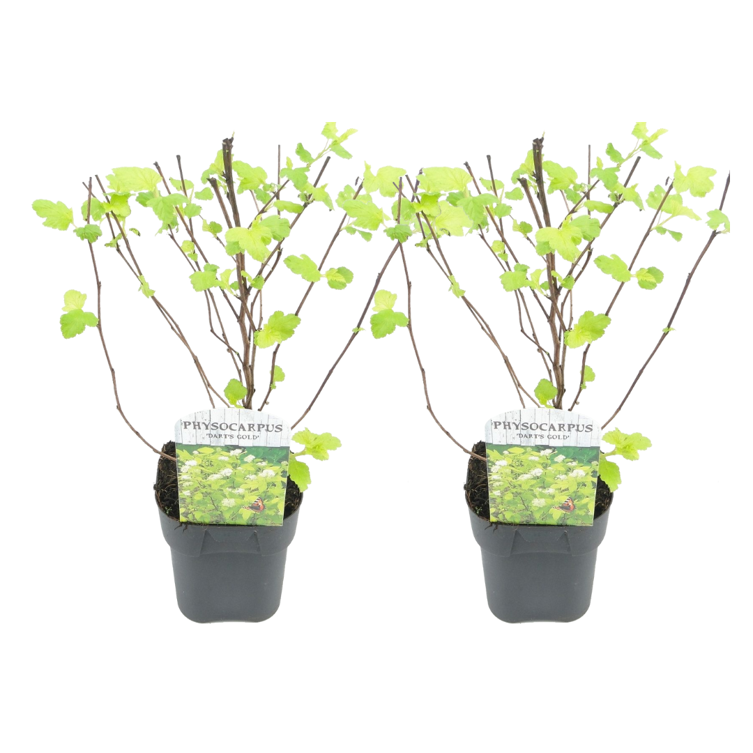 Ninebark - 2 Pzs - Physocarpus Opulifolius 'dart's Gold' - A30-40cm - ⌀17cm_0