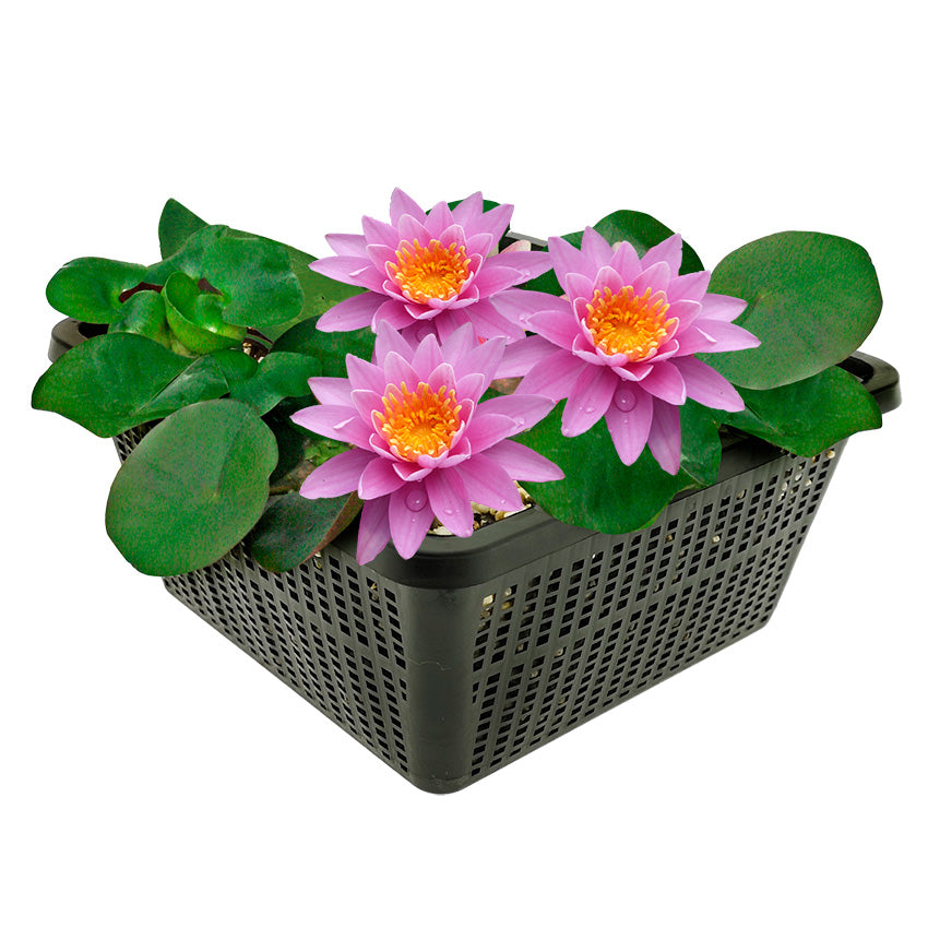 Nenúfar Rosa - Set Completo - Incl. Cesta Sustrato Grava Y Alimento_0