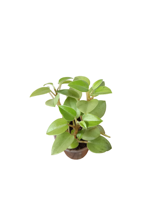 Planta Peperomia Pixie De Interior Mini Ø5 Cm_0