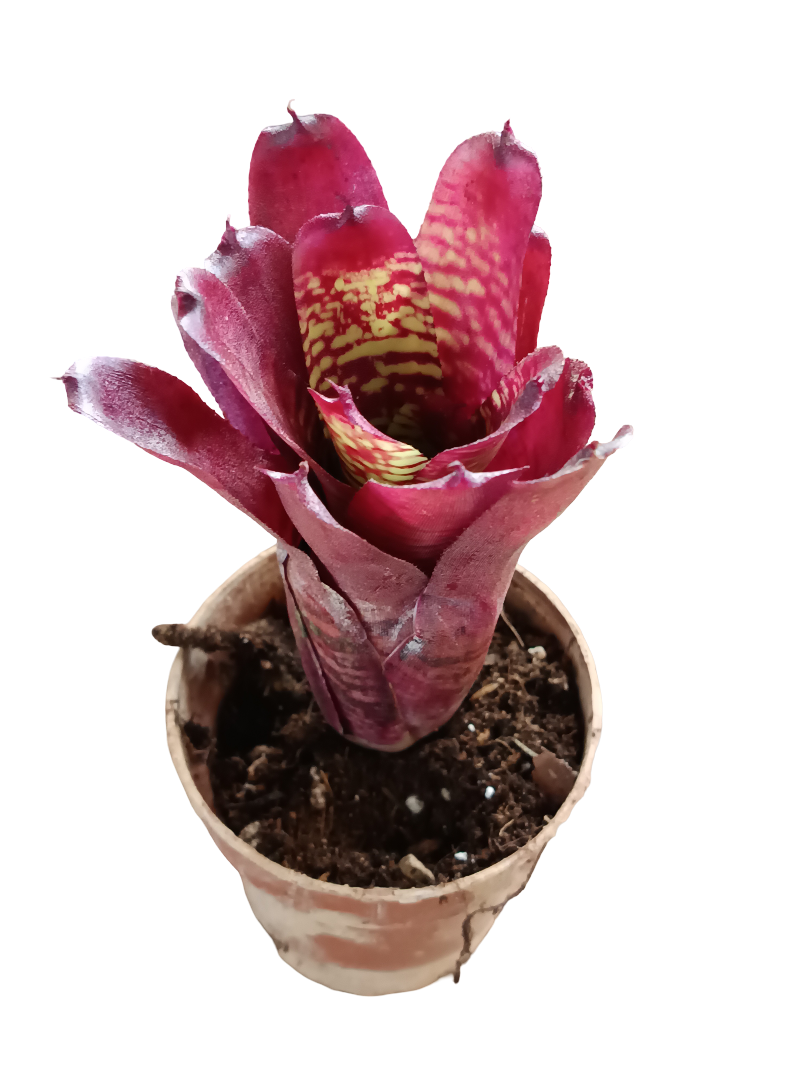 Neoregelia Pheasant Planta Bromelia Para Terrarios E Inteior
