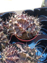 Cactus Gymnocalicium Damsii Dobles Ø8 Cm