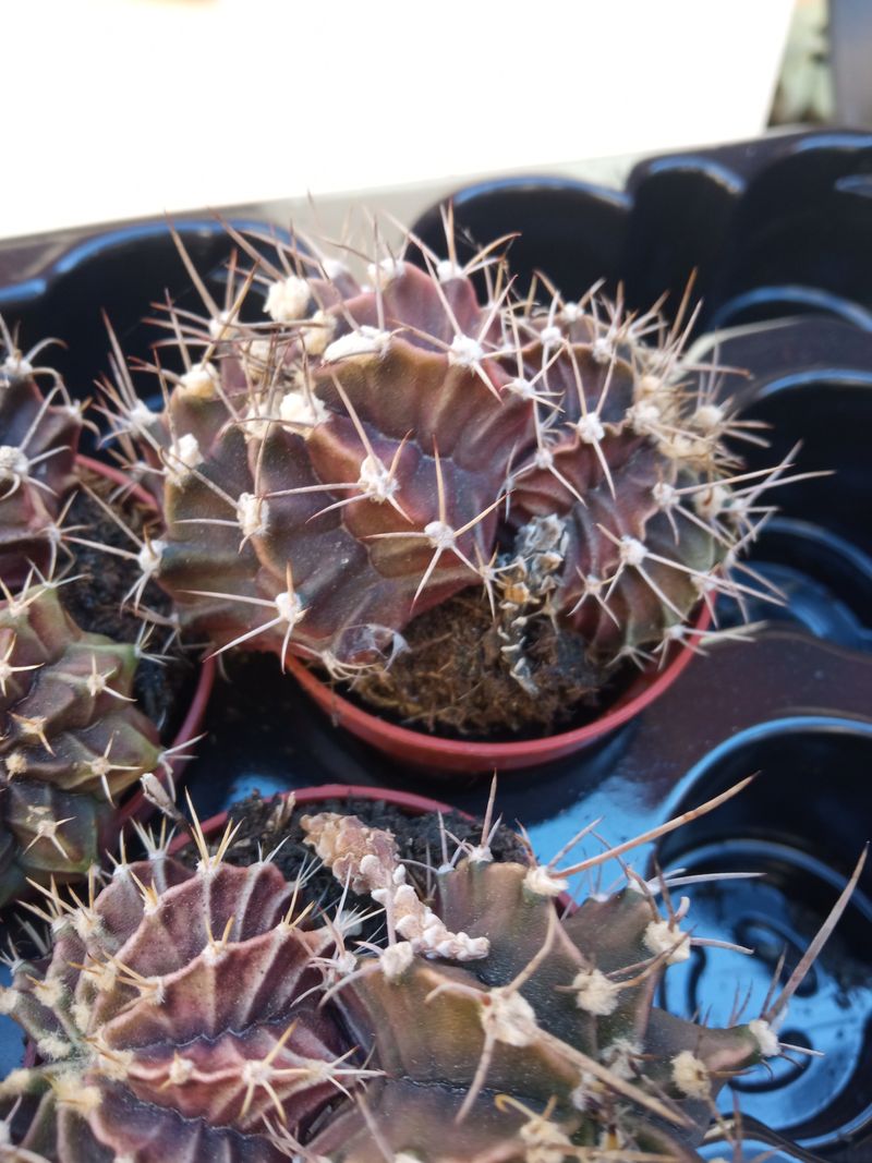 Cactus Gymnocalicium Damsii Dobles Ø8 Cm_0