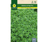 Semillas Albahaca Hoja Fina