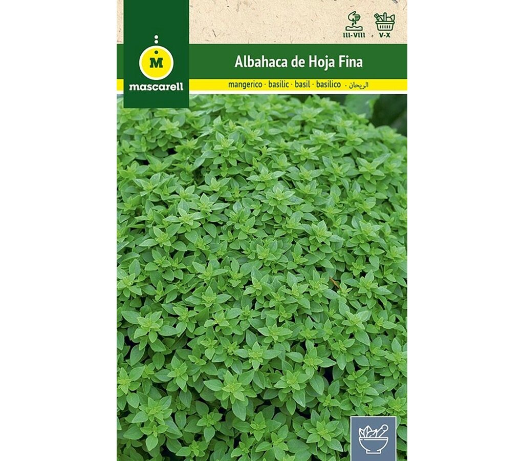 Semillas Albahaca Hoja Fina