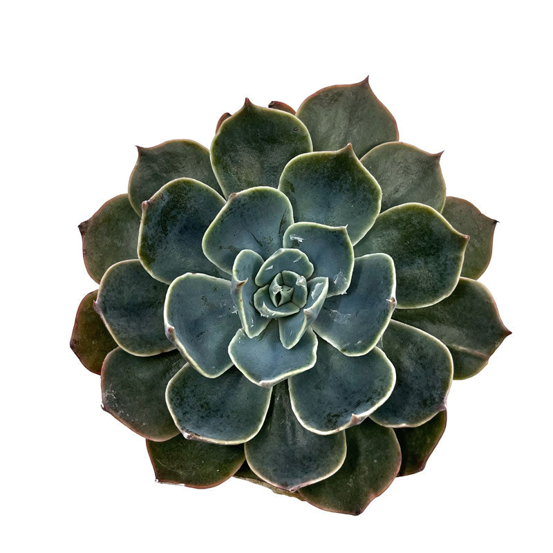 Echeveria ‘Gran Morata’ Cactus Y Suculentas M8,5 cm Ø_1