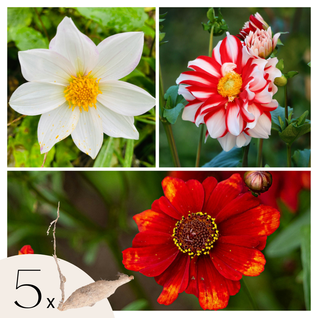 Tubérculos De Dalia - 5 Pzs - Dahlia 'sunset Mix' - Rojo_0