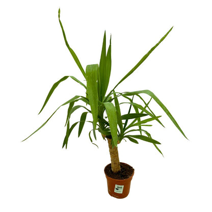 Tronco De Yucca Como Elemento Decorativo De Paisajismo O Decoración De Interiores