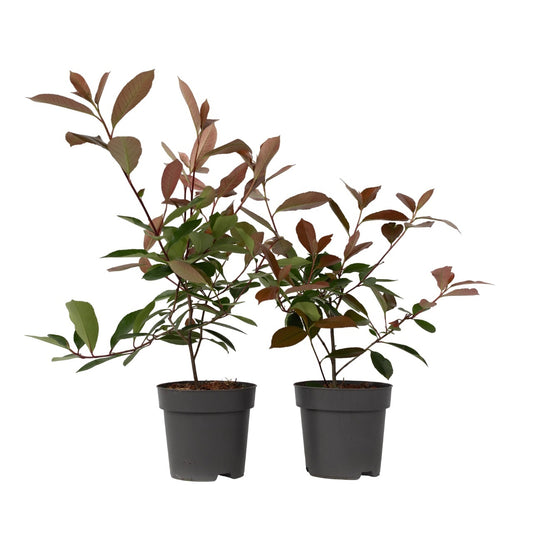 Fotinia - 2 Pzs - Photinia Fraseri 'red Robin' - Altura 30-40cm - ⌀17cm_0