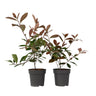 Fotinia - 2 Pzs - Photinia Fraseri 'red Robin' - Altura 30-40cm - ⌀17cm