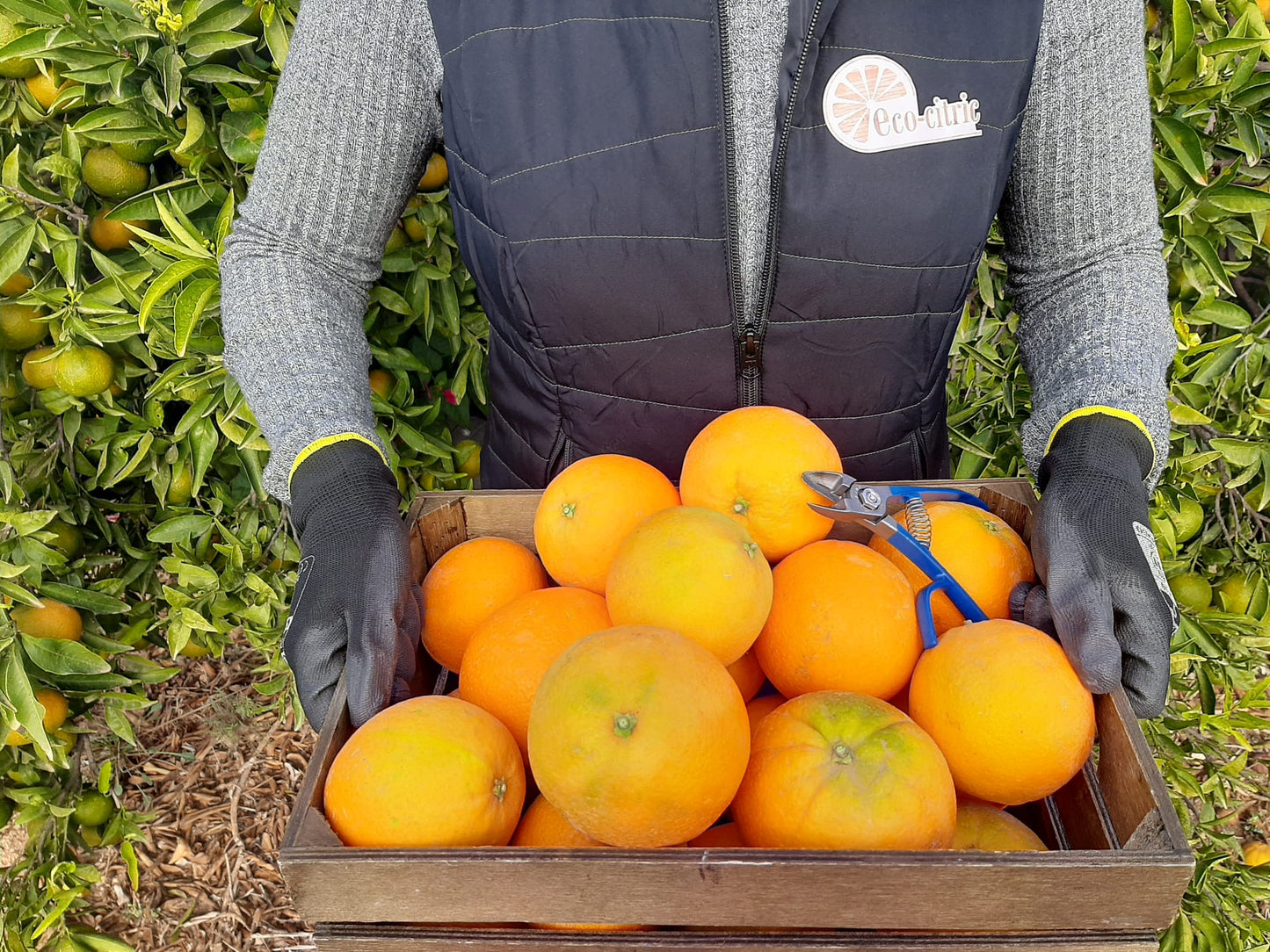 Naranja Ecológica 10kg._1