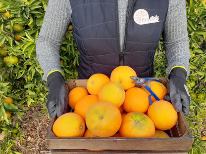 Naranja Ecológica 10kg._1