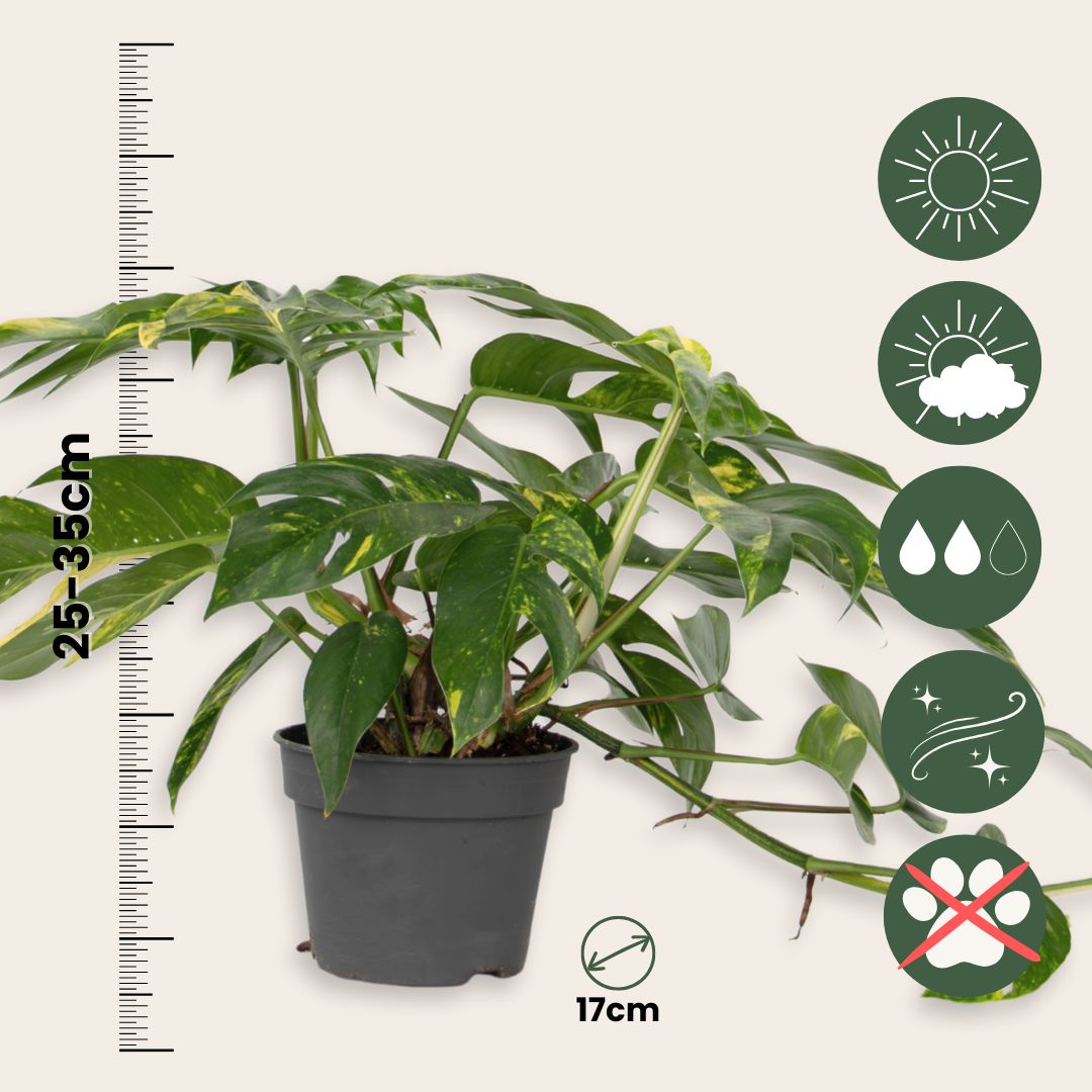 Epipremnum 'goldfinger' - Epipremnum Pinnatum Potos - Altura 25-35cm - Ø17cm_2