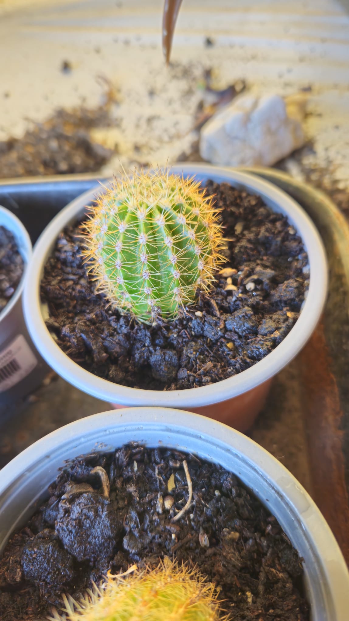 Cactus Echinopsis Oxygona (cactus Erizo Americano). Maceta Pequeña (7cm)._3
