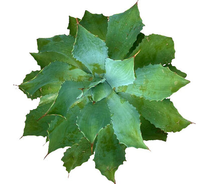 Agave Parryi M30 45cm_1