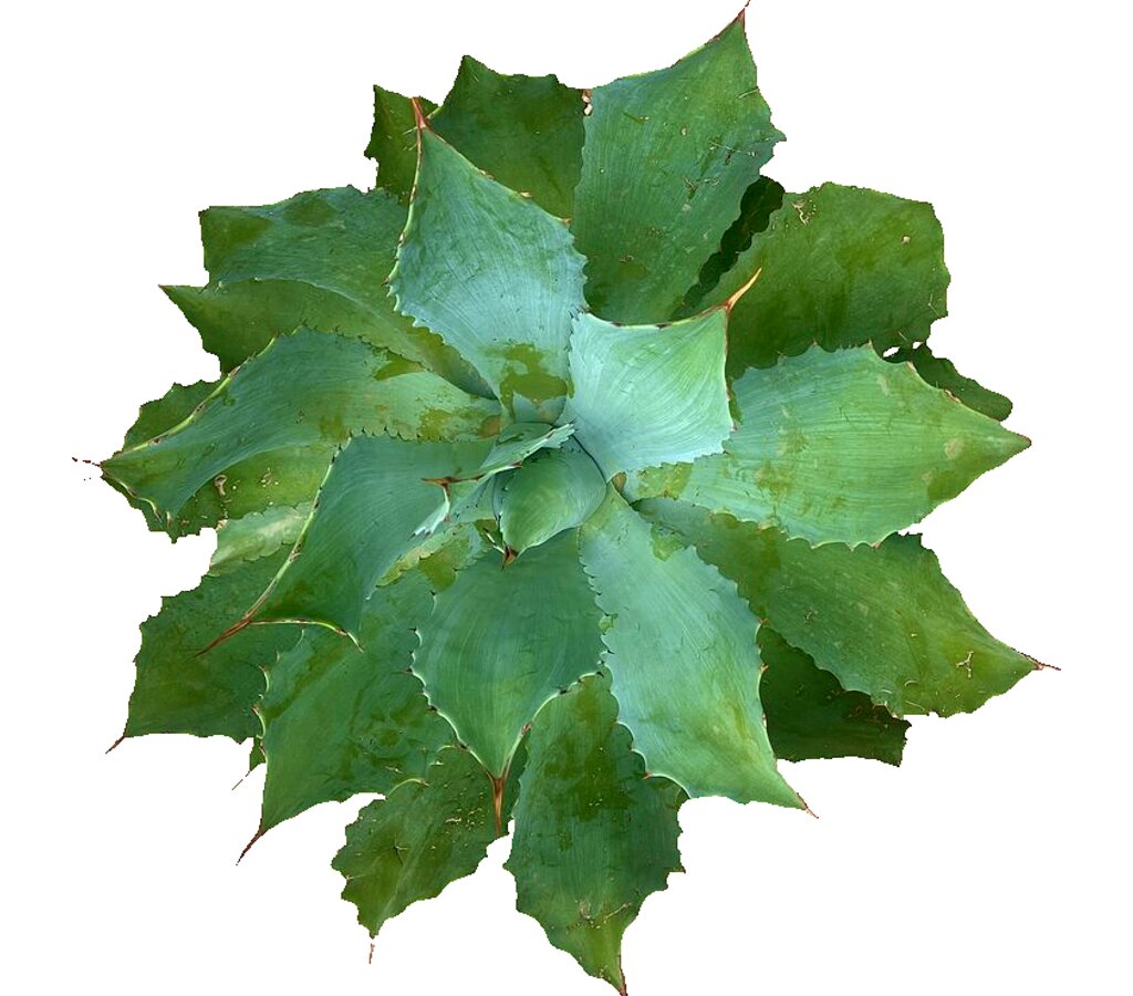 Agave Parryi M30 45cm