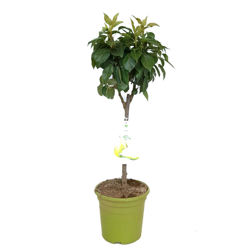 Peral Enano M26 120cm_0