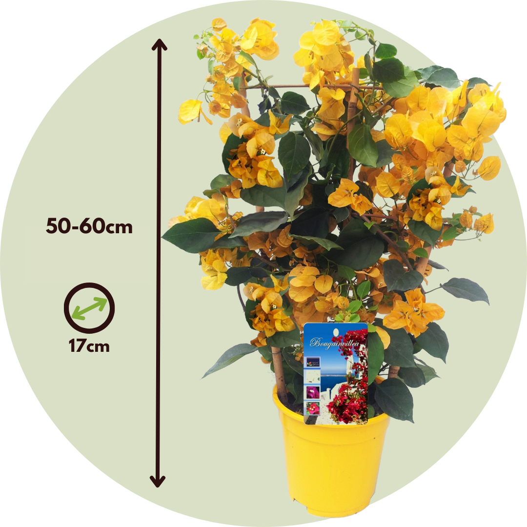 Buganvilla - Bougainvillea 'dania' - Altura 50-60cm - ⌀17cm_2