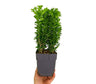 Buxus Sempervirens M13 35cm (boj Común)