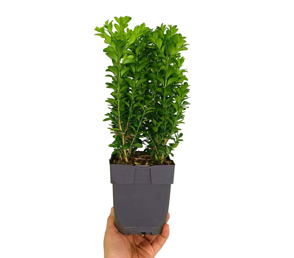 Buxus Sempervirens M13 35cm (boj Común)