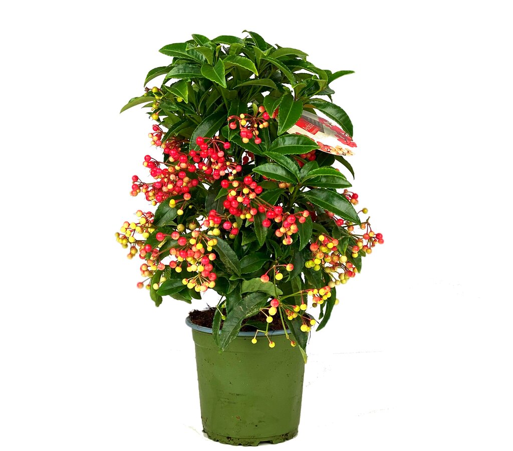 Ardisia Crenata M14 40cm_0