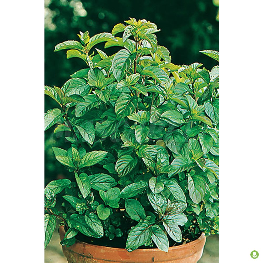 Semillas Menta Poleo