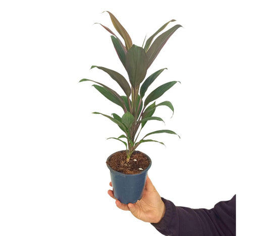 Cordyline Fruticosa M12 30cm_0