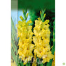 Bulbo Gladiolo Novalux Amarillo