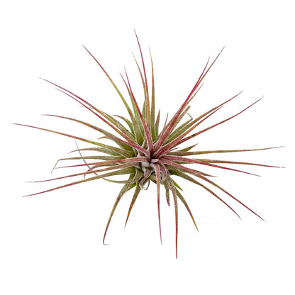 Tillandsia Ionantha V.ionantha 6cm Alto X 10cm Ancho_2