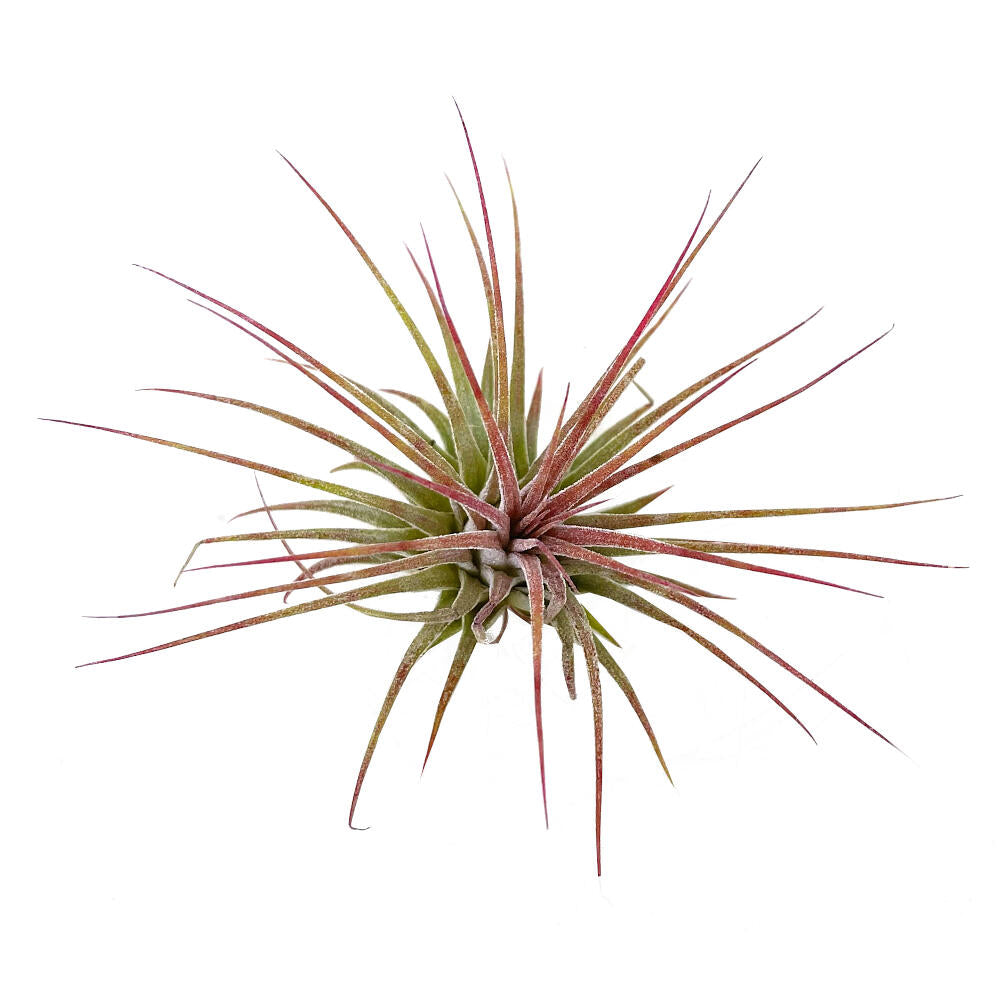 Tillandsia Ionantha V.ionantha 6cm Alto X 10cm Ancho
