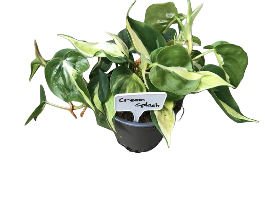 Planta Natural Philodendron 'cream Splash' 1 Ud Ø 12 Alt. 20_0