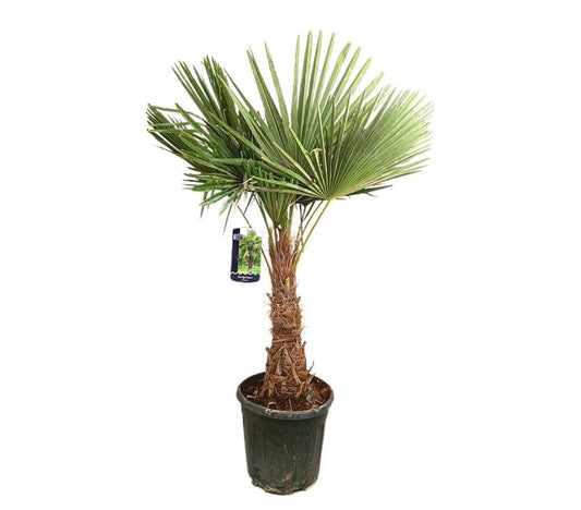 Trachycarpus Fortunei Tronco 35-40cm M35 120-150cm_0