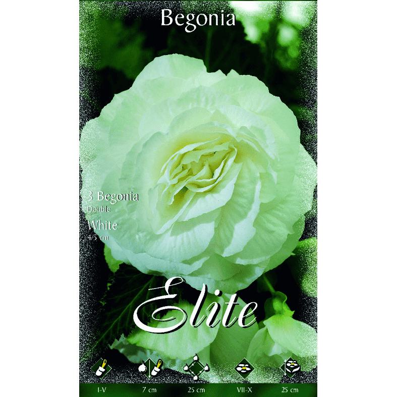 Bulbo Begonia doble blanca 3 uds