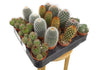 Pack 24 Cactus Variado M5