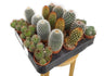 Pack 24 Cactus Variado M5