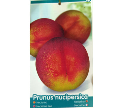 Nectarina M25 120-150cm_1