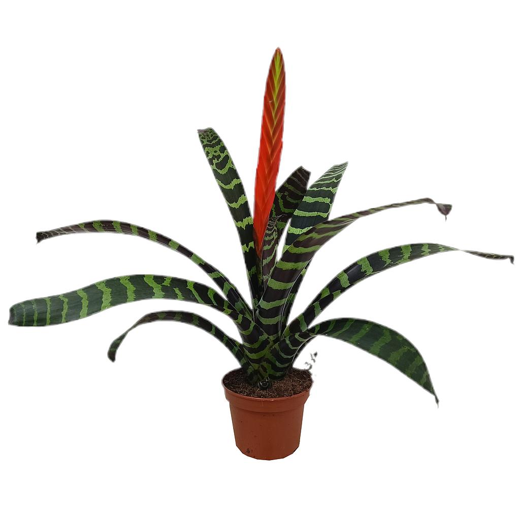 Vriesea Era M15_0