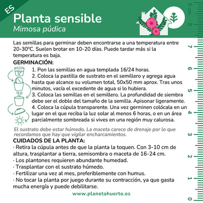Kit de autocultivo Mimosa Sensitiva Planta Sensible Planeta Huerto
