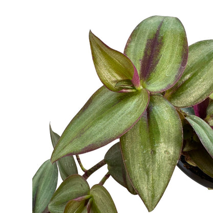 Tradescantia Planta De Amor De Hombre