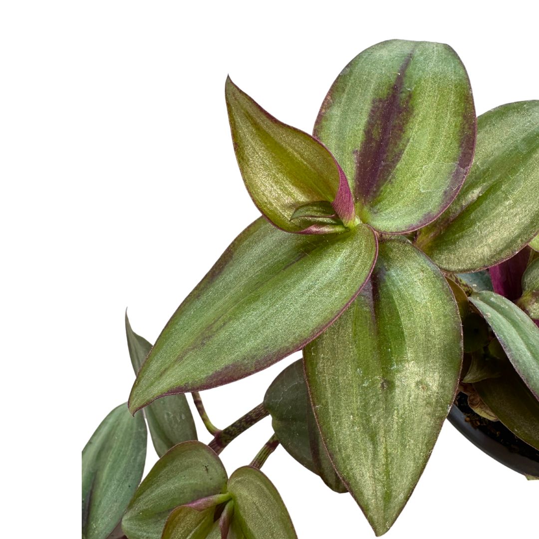 Tradescantia Planta De Amor De Hombre Maceta 15cm Colgar_1