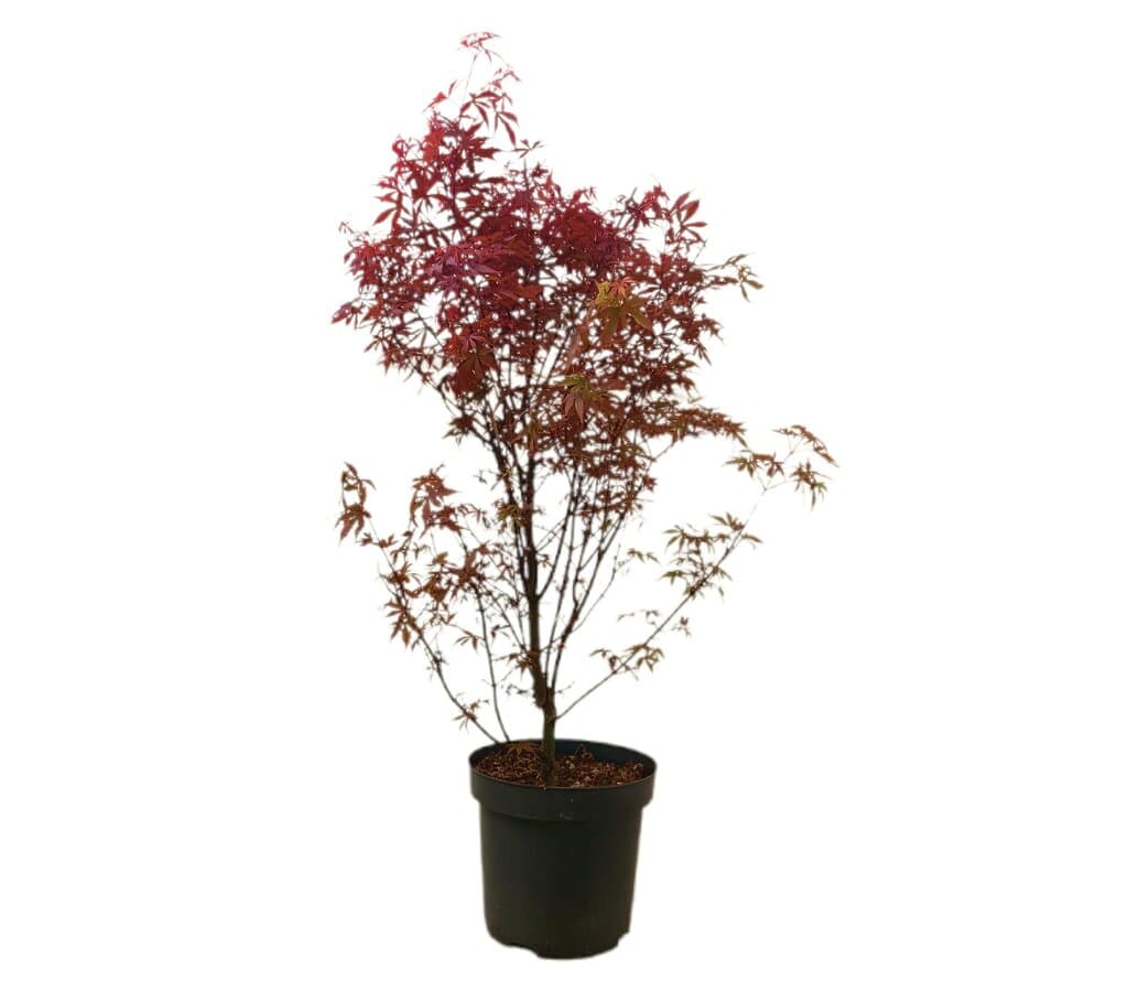 Acer Palmatum Skeeters Broom M26 70-90cm