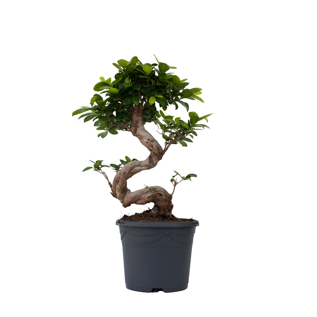 Laurel De Indias - 2 Pzs - Ficus Microcarpa 'ginseng' - Altura 55-65cm - ⌀20cm_0