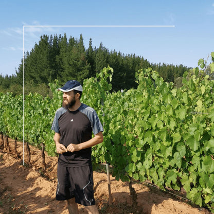 Vino Tinto - Cepall Mencía De Ánfora 2020_1