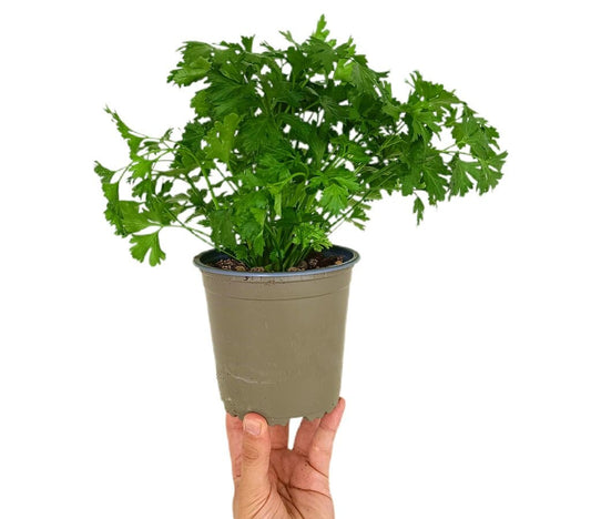 Perejil M13_0