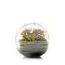 Terrario Borneo Moss Fittonia Ø12 x 12 cm