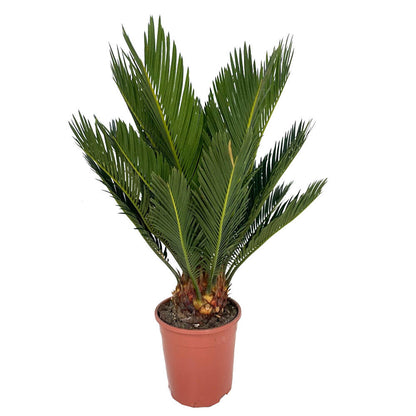 Cyca Revoluta M12 40cm_0