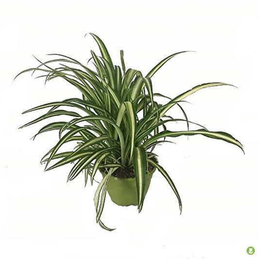 Chlorophytum T15 Cinta Tradicional_0