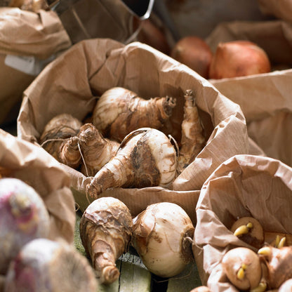 Mezcla De Bulbos De Flor - 25 Pzs - Tulipa Hyacinthus - Bulbos De Flores