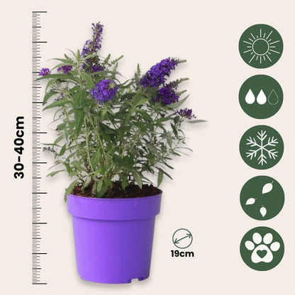 Arbusto De Las Mariposas - Buddleja Davidii 'candy' - Altura 30-40cm - ⌀19cm_2