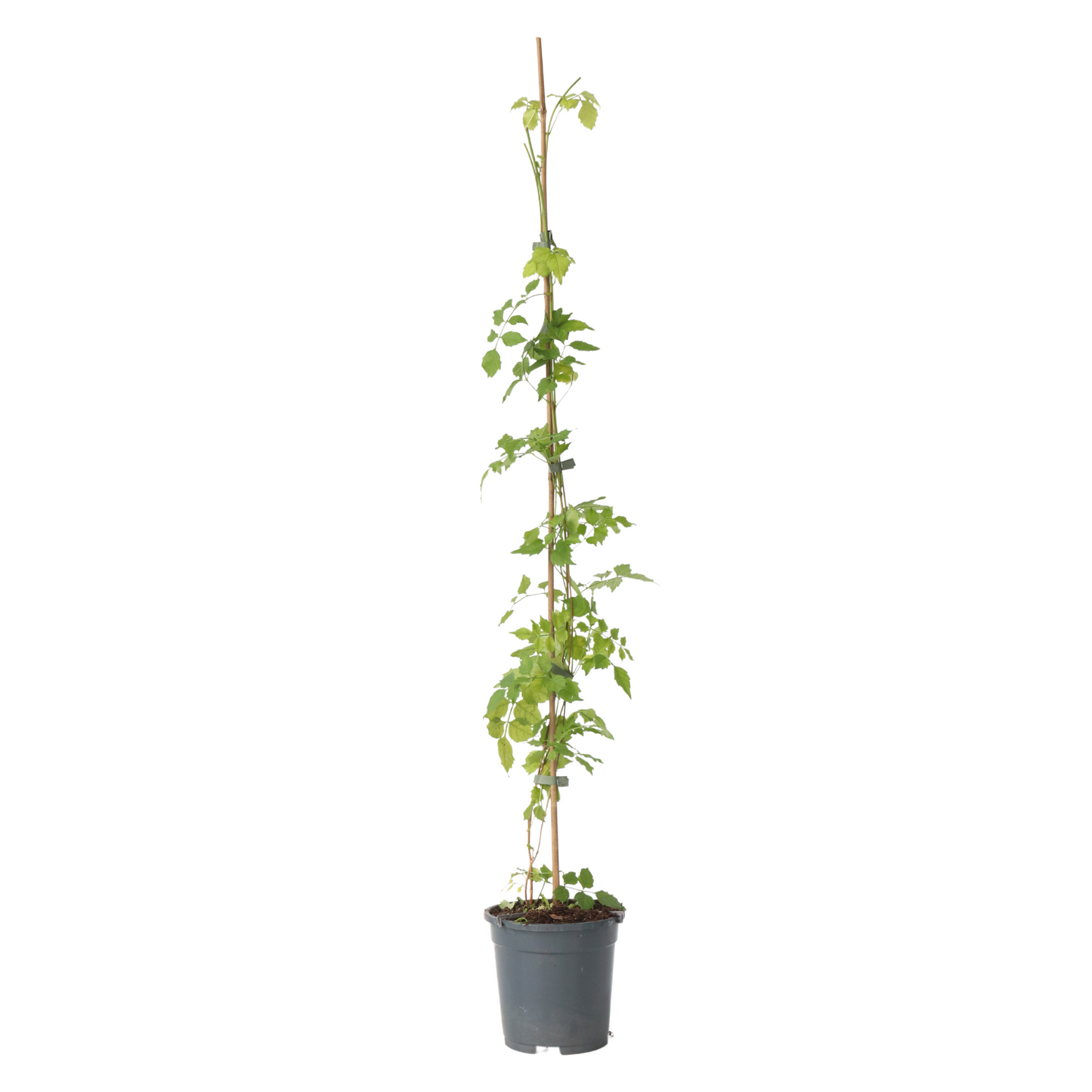 Trompeta Dorada - Campsis Radicans - Altura 110-120cm - ⌀17cm