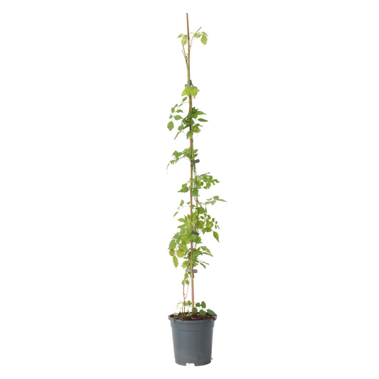 Trompeta Dorada - Campsis Radicans - Altura 110-120cm - ⌀17cm